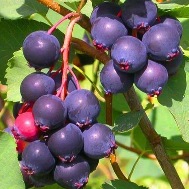 Amelanchier alnifolia - Cereja Saskatoon, Framboesa Saskatoon, Saskatoon Berry - Imagem 2