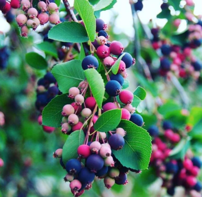 Amelanchier alnifolia - Cereja Saskatoon, Framboesa Saskatoon, Saskatoon Berry - Imagem 3