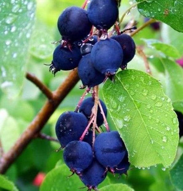Amelanchier alnifolia - Cereja Saskatoon, Framboesa Saskatoon, Saskatoon Berry - Imagem 4