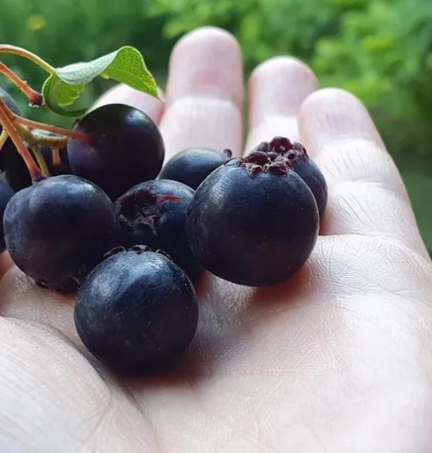 Amelanchier alnifolia - Cereja Saskatoon, Framboesa Saskatoon, Saskatoon Berry - Imagem 5