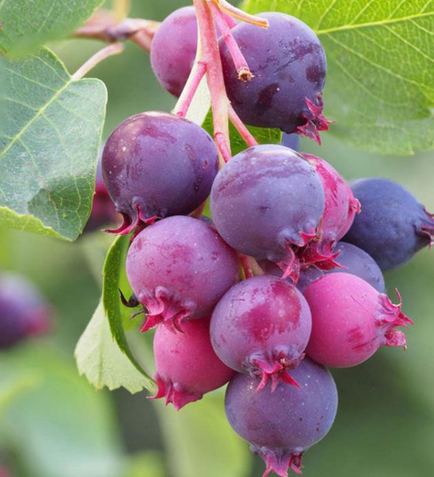 Amelanchier alnifolia - Cereja Saskatoon, Framboesa Saskatoon, Saskatoon Berry - Imagem 6