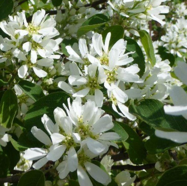 Amelanchier alnifolia - Cereja Saskatoon, Framboesa Saskatoon, Saskatoon Berry - Imagem 7