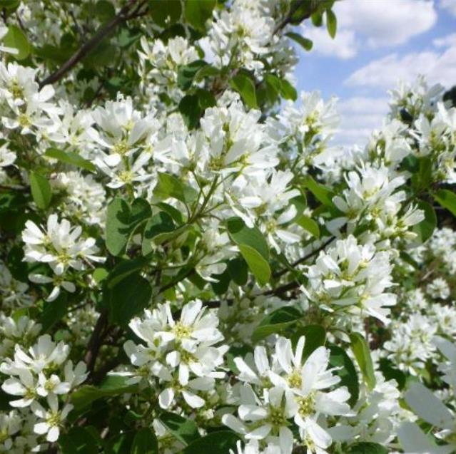 Amelanchier alnifolia - Cereja Saskatoon, Framboesa Saskatoon, Saskatoon Berry - Imagem 8