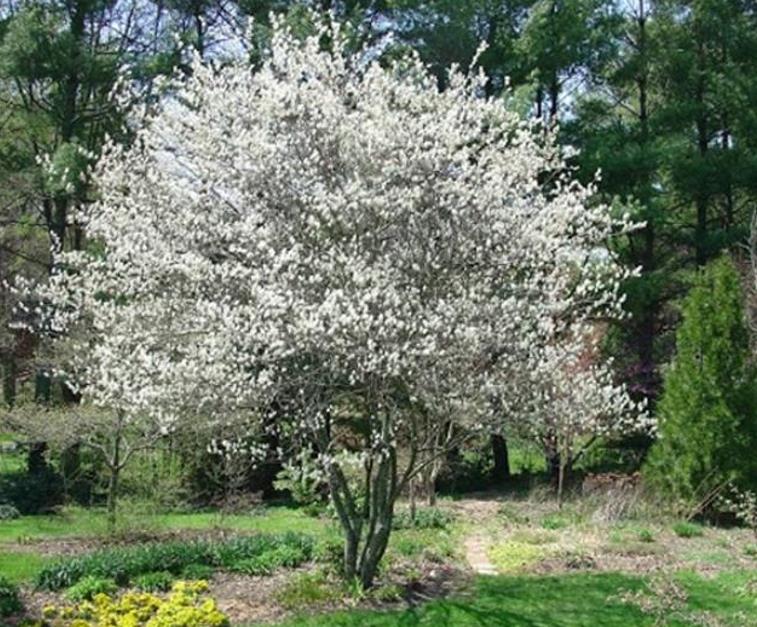 Amelanchier alnifolia - Cereja Saskatoon, Framboesa Saskatoon, Saskatoon Berry - Imagem 9