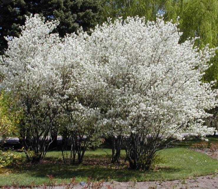 Amelanchier alnifolia - Cereja Saskatoon, Framboesa Saskatoon, Saskatoon Berry - Imagem 10