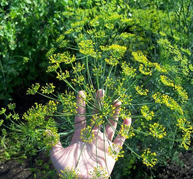 Anethum graveolens Mammoth (C.O) - Dill Mamute, Endro Gigante, Aneto Mamute - Imagem 2