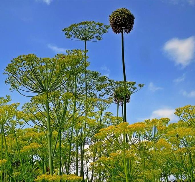 Anethum graveolens Mammoth (C.O) - Dill Mamute, Endro Gigante, Aneto Mamute - Imagem 4