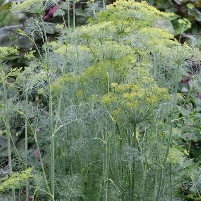 Anethum graveolens Mammoth (C.O) - Dill Mamute, Endro Gigante, Aneto Mamute