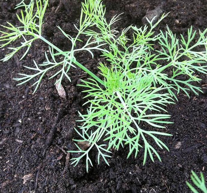 Anethum graveolens Mammoth (C.O) - Dill Mamute, Endro Gigante, Aneto Mamute - Imagem 5