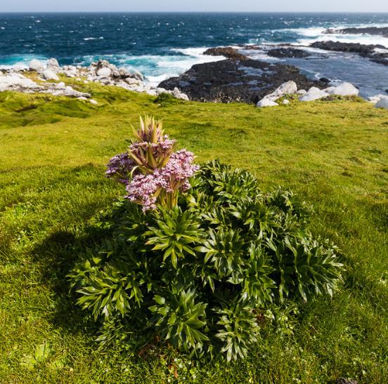 Anisotome latifolia - Cenoura de Campbell, Campbell carrot, Mega-Ervas - Megaherbs - Imagem 2