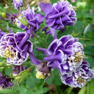 Aquilegia 'Double Pleat' blackberry - Aquilegia Dobrada Flor de Clematis, Columbina Dobrada Plissada Blackberry