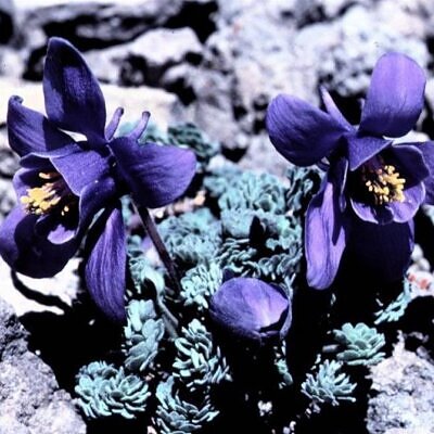 Aquilegia jonessi x Aquilegia saximontana - Aquilegia Diamante Azul, Rosa Columbina Diamante Azul