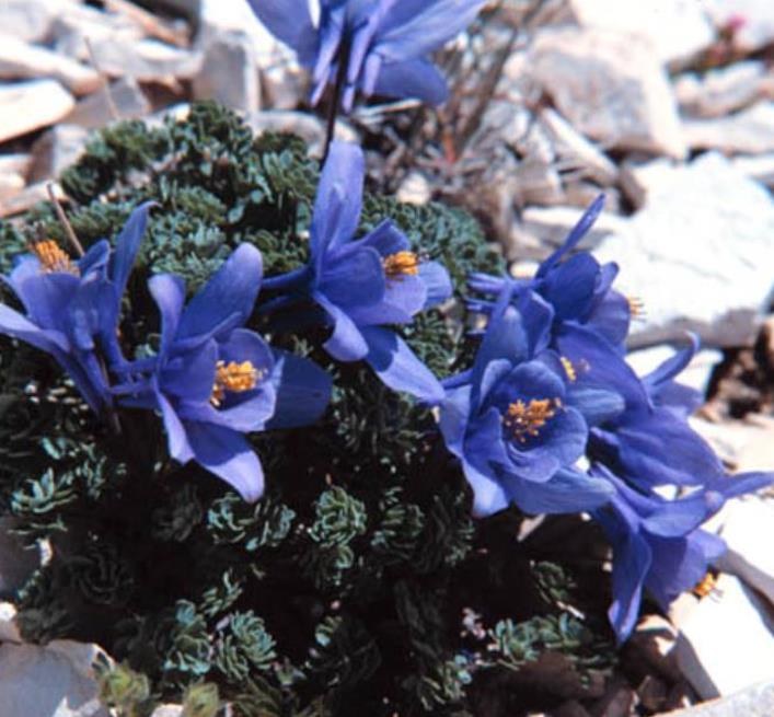 Aquilegia jonessi x Aquilegia saximontana - Aquilegia Diamante Azul, Rosa Columbina Diamante Azul - Imagem 2