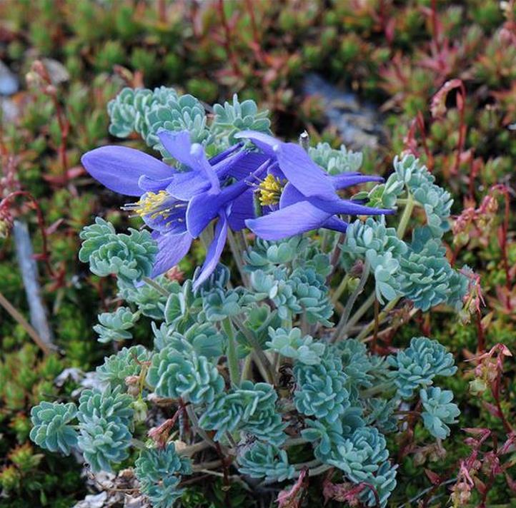Aquilegia jonessi x Aquilegia saximontana - Aquilegia Diamante Azul, Rosa Columbina Diamante Azul - Imagem 3
