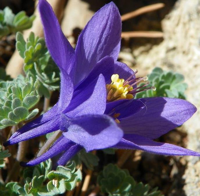 Aquilegia jonessi x Aquilegia saximontana - Aquilegia Diamante Azul, Rosa Columbina Diamante Azul - Imagem 4