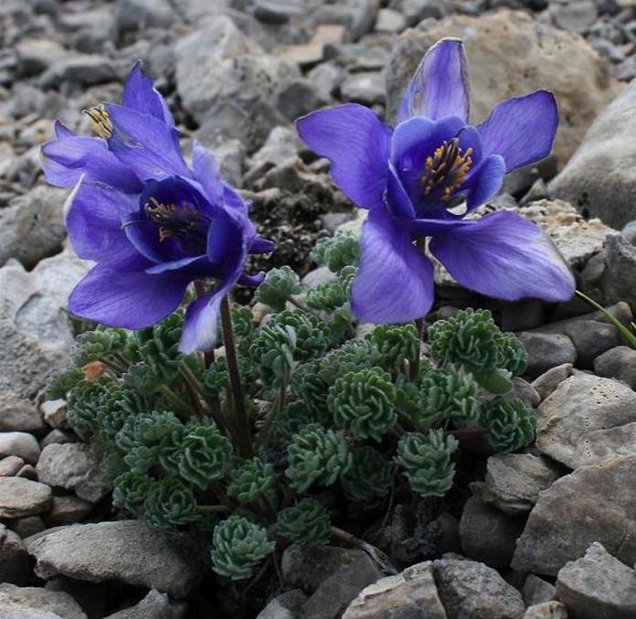 Aquilegia jonessi x Aquilegia saximontana - Aquilegia Diamante Azul, Rosa Columbina Diamante Azul - Imagem 5