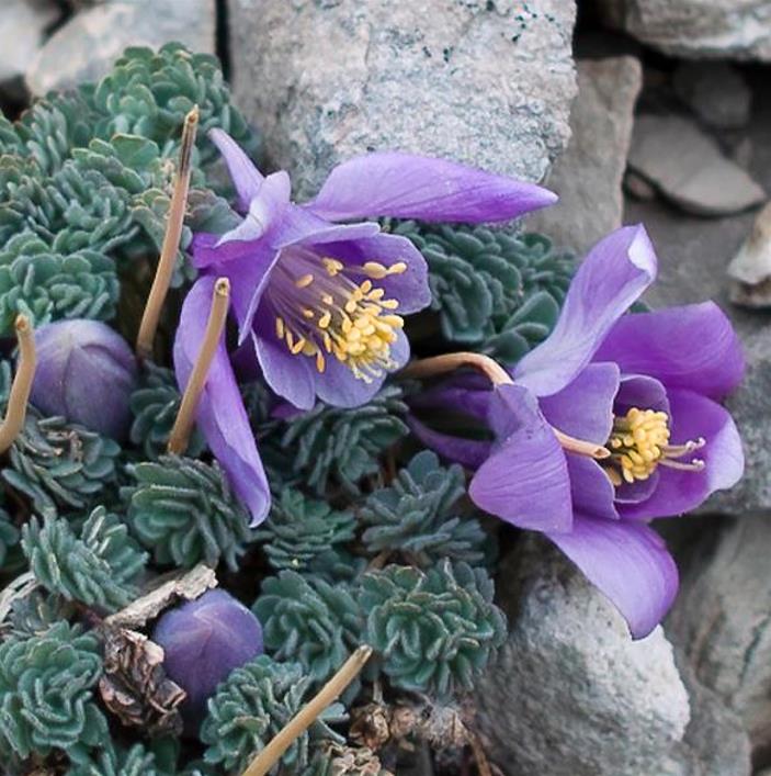Aquilegia jonessi x Aquilegia saximontana - Aquilegia Diamante Azul, Rosa Columbina Diamante Azul - Imagem 6