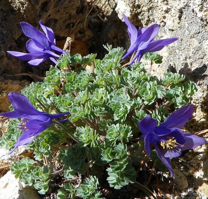 Aquilegia jonessi x Aquilegia saximontana - Aquilegia Diamante Azul, Rosa Columbina Diamante Azul - Imagem 7