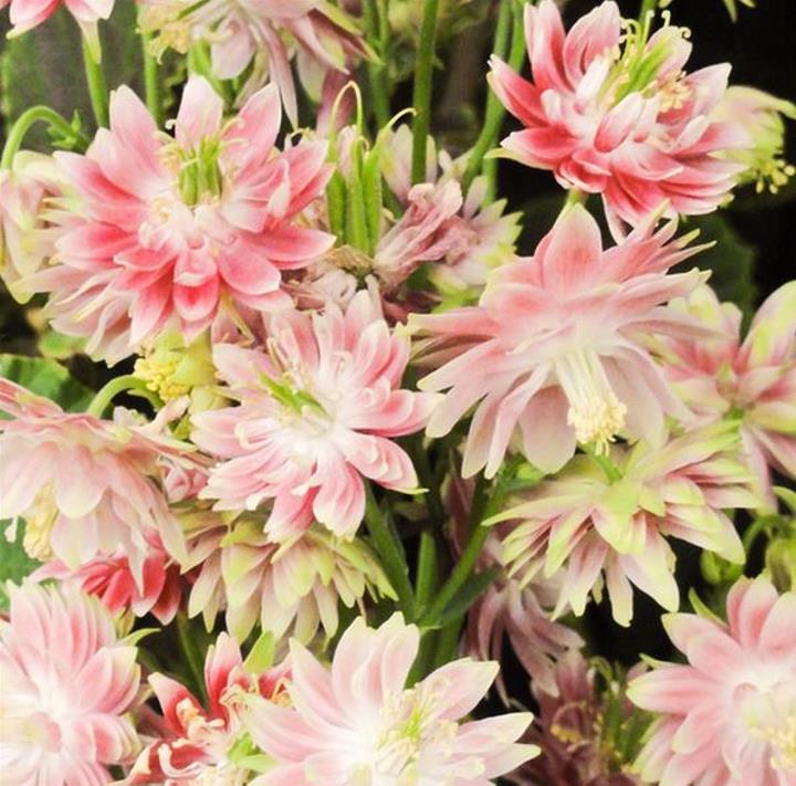 Aquilegia vulgaris Stellata Nora Barlow - Aquilegia Flor de Clematis (tricolor), Rosa Columbina Dobrada Tricolor (rosa, br