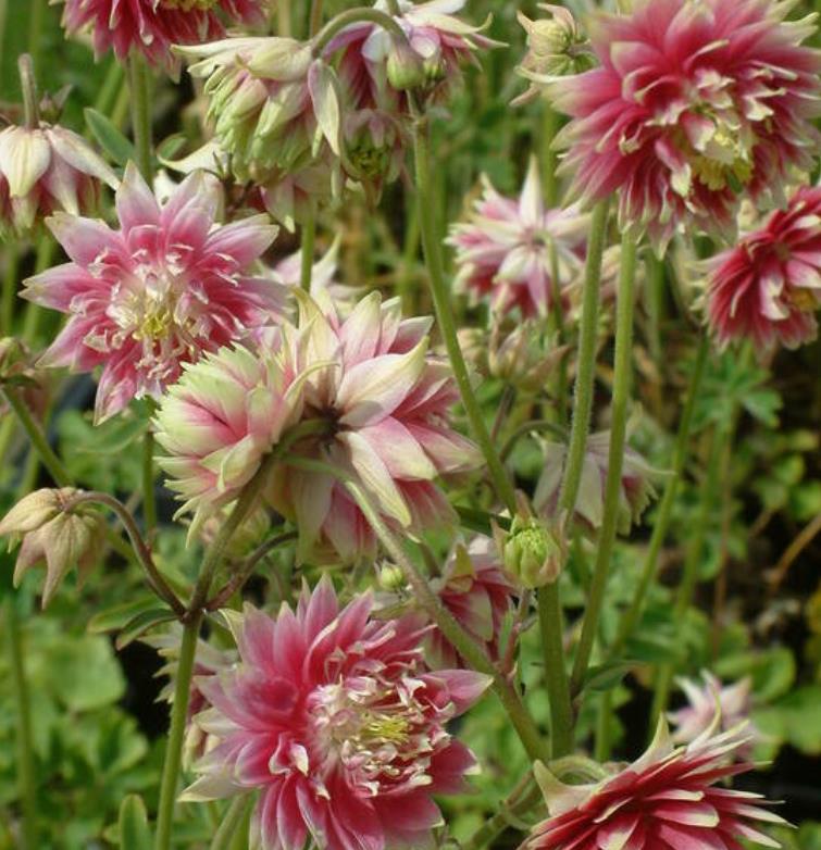 Aquilegia vulgaris Stellata Nora Barlow - Aquilegia Flor de Clematis (tricolor), Rosa Columbina Dobrada Tricolor (rosa, br - Imagem 2