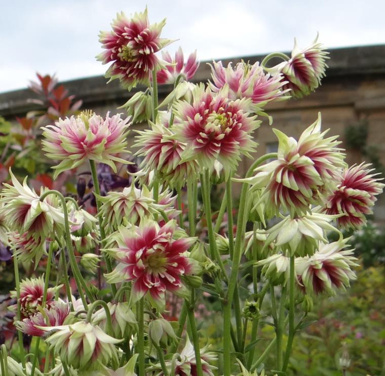 Aquilegia vulgaris Stellata Nora Barlow - Aquilegia Flor de Clematis (tricolor), Rosa Columbina Dobrada Tricolor (rosa, br - Imagem 3