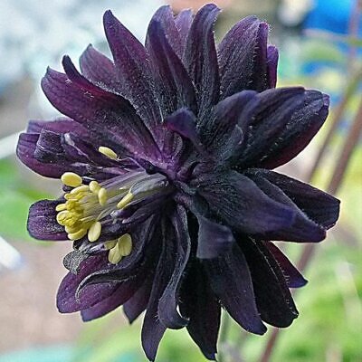 Aquilegia vulgaris Stellata Nora Barlow Black - Aquilegia Flor de Clematis Negra, Rosa Columbina Negra, Aquilegia Barlow Black