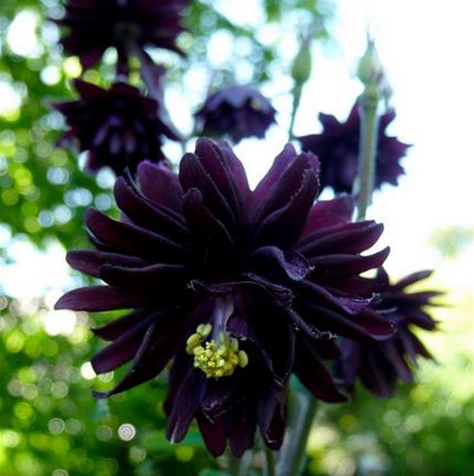 Aquilegia vulgaris Stellata Nora Barlow Black - Aquilegia Flor de Clematis Negra, Rosa Columbina Negra, Aquilegia Barlow Black - Imagem 2