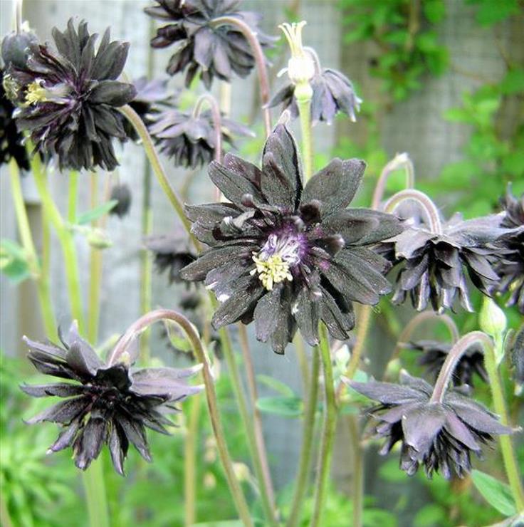Aquilegia vulgaris Stellata Nora Barlow Black - Aquilegia Flor de Clematis Negra, Rosa Columbina Negra, Aquilegia Barlow Black - Imagem 3