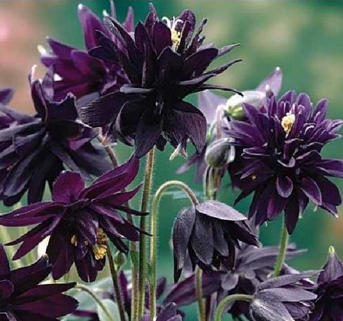 Aquilegia vulgaris Stellata Nora Barlow Black - Aquilegia Flor de Clematis Negra, Rosa Columbina Negra, Aquilegia Barlow Black - Imagem 4
