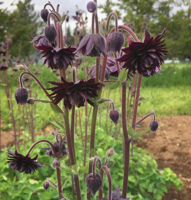 Aquilegia vulgaris Stellata Nora Barlow Black - Aquilegia Flor de Clematis Negra, Rosa Columbina Negra, Aquilegia Barlow Black - Imagem 5