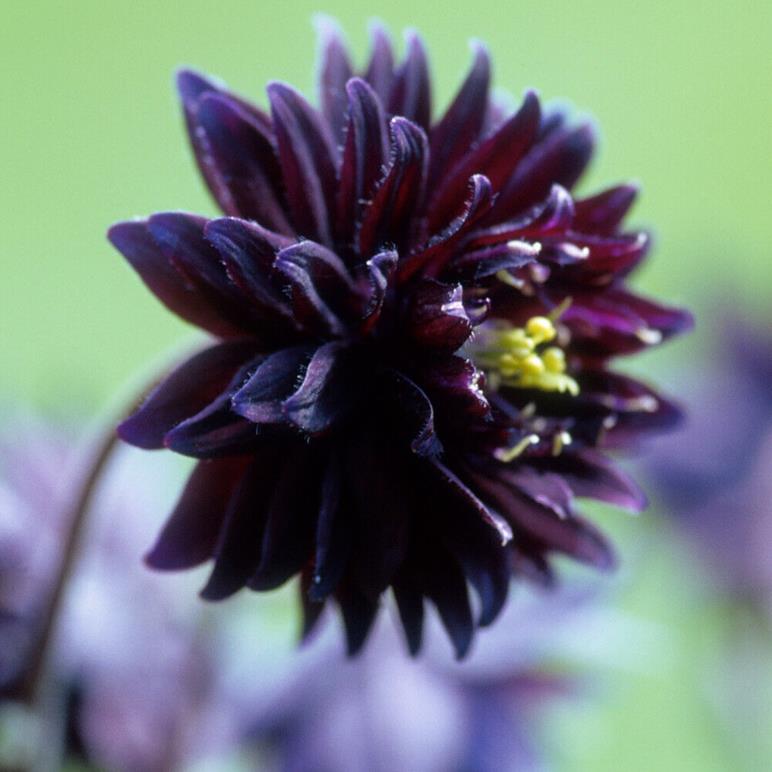 Aquilegia vulgaris Stellata Nora Barlow Black - Aquilegia Flor de Clematis Negra, Rosa Columbina Negra, Aquilegia Barlow Black - Imagem 6