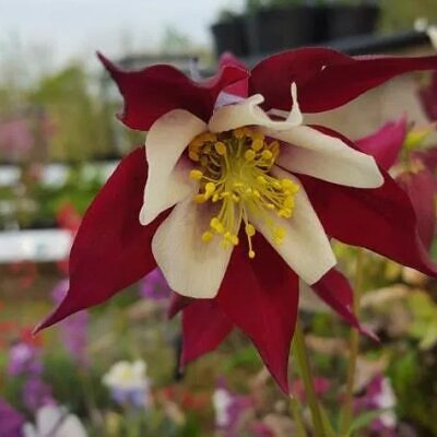 Aquilegia vulgaris Woodside variegata - Aquilegia Variegata, Rosa Columbina Variegata