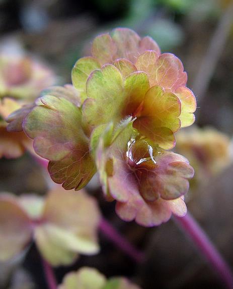 Aquilegia vulgaris Woodside variegata - Aquilegia Variegata, Rosa Columbina Variegata - Imagem 4