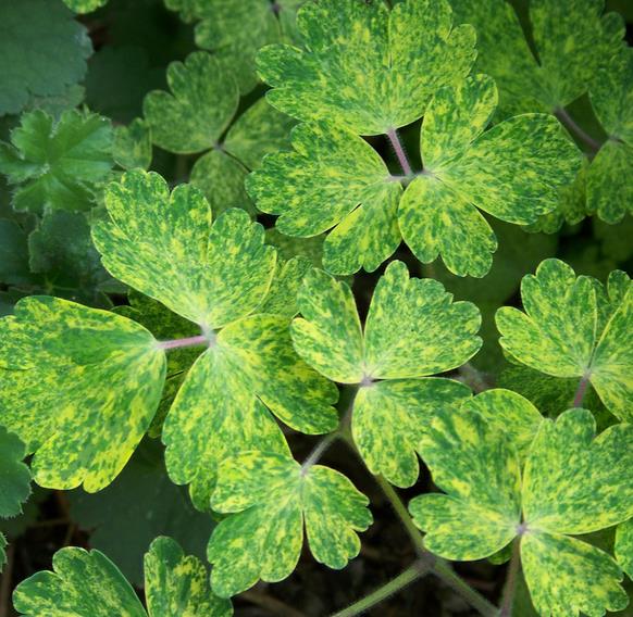 Aquilegia vulgaris Woodside variegata - Aquilegia Variegata, Rosa Columbina Variegata - Imagem 5