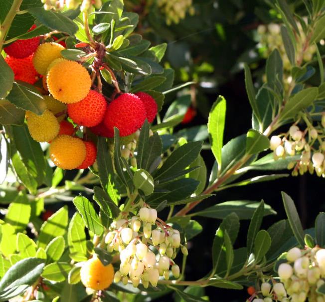 Arbutus unedo - Medronheiro, Árvore Morango, Ervedeiro, Êrvodo, Medronho, Strawberry Tree - Imagem 2