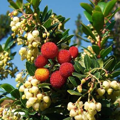 Arbutus unedo - Medronheiro, Árvore Morango, Ervedeiro, Êrvodo, Medronho, Strawberry Tree