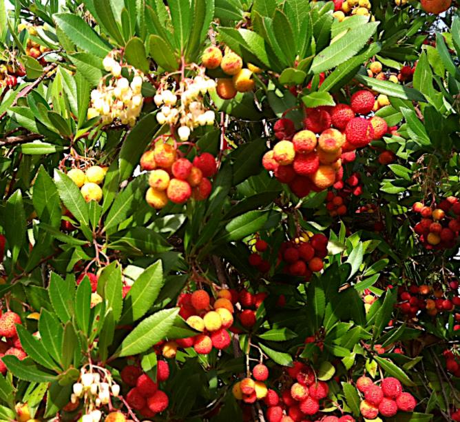 Arbutus unedo - Medronheiro, Árvore Morango, Ervedeiro, Êrvodo, Medronho, Strawberry Tree - Imagem 3
