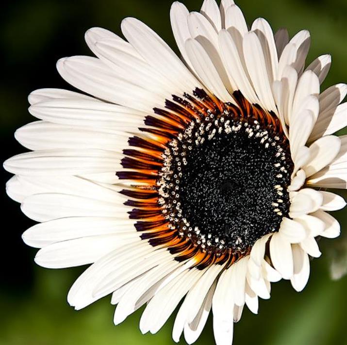 Arctotis fastuosa Alba Zulu Prince (Venidium fastuosum Alba) - Margarida Príncipe Zulu, Margarida Africana dos Olhos Negros, Monarca do Veldt,