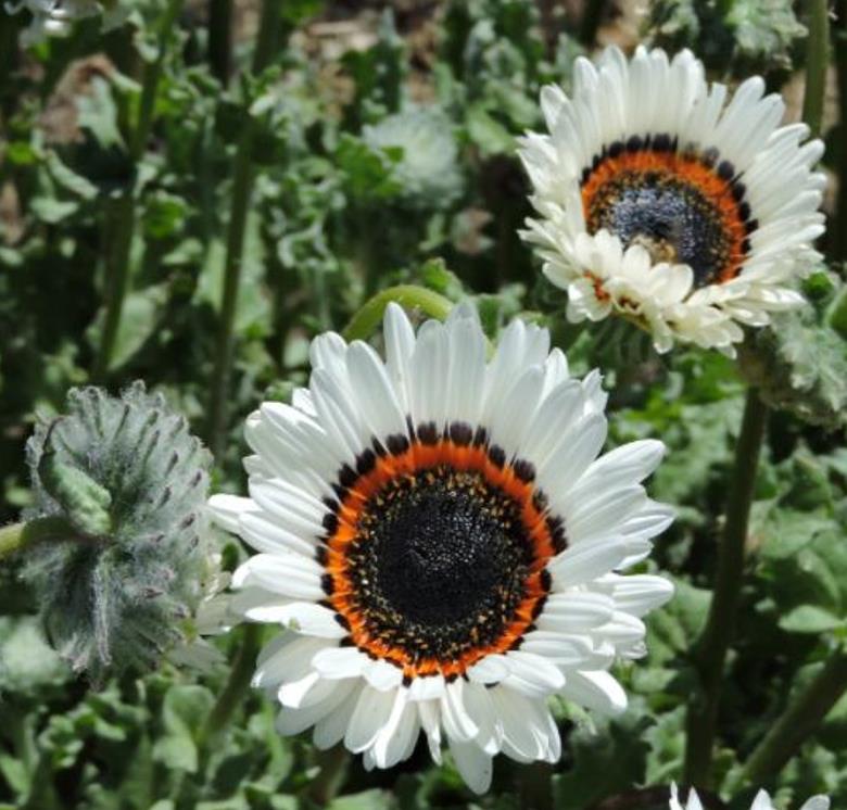 Arctotis fastuosa Alba Zulu Prince (Venidium fastuosum Alba) - Margarida Príncipe Zulu, Margarida Africana dos Olhos Negros, Monarca do Veldt, - Imagem 2