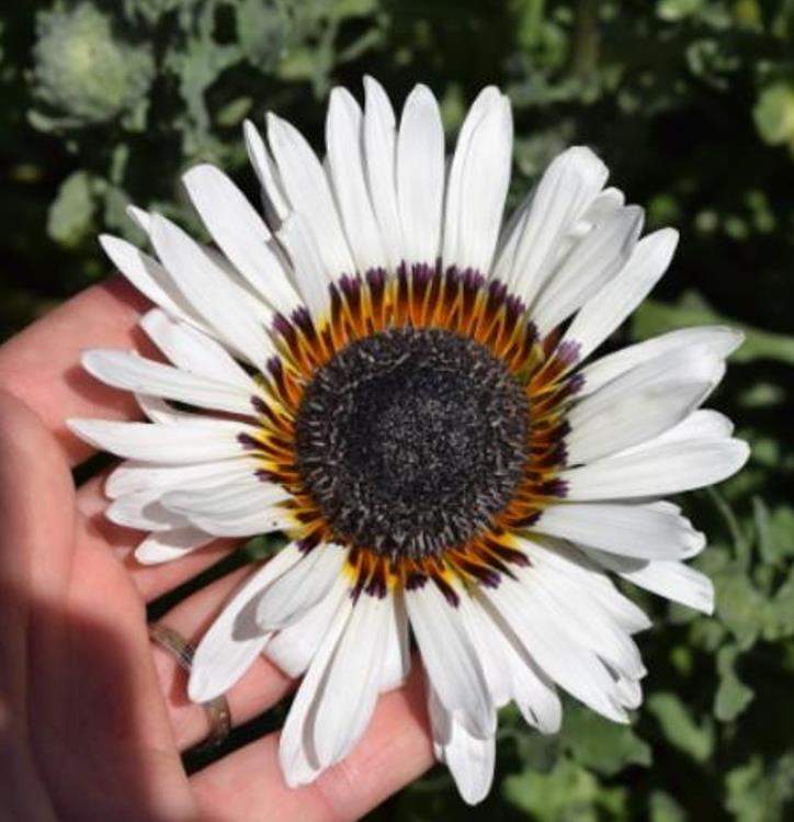 Arctotis fastuosa Alba Zulu Prince (Venidium fastuosum Alba) - Margarida Príncipe Zulu, Margarida Africana dos Olhos Negros, Monarca do Veldt, - Imagem 3