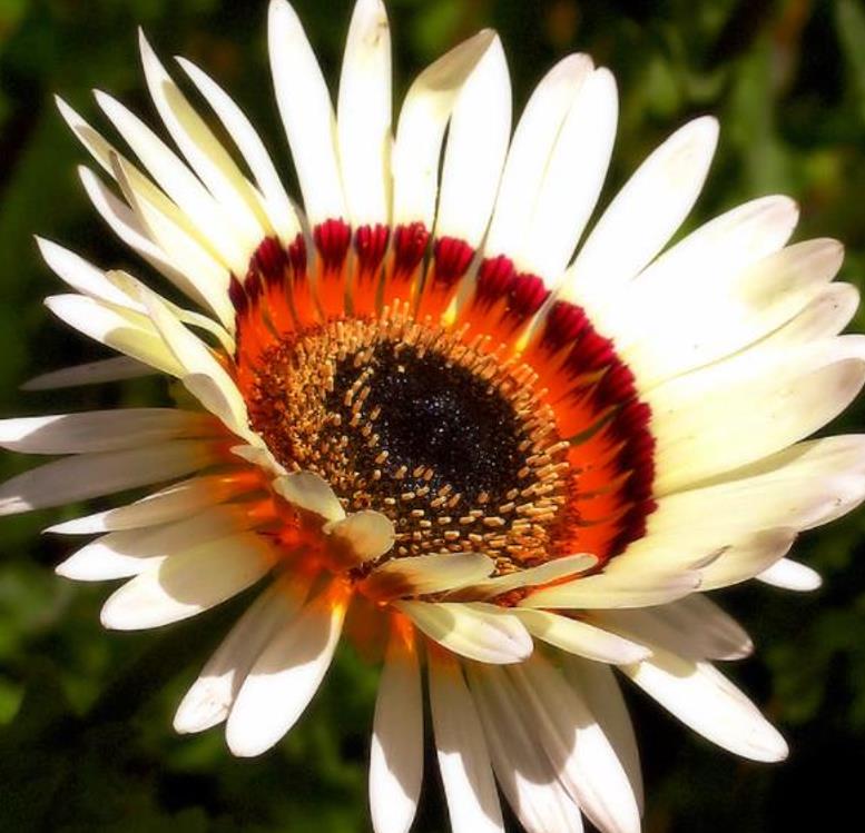 Arctotis fastuosa Alba Zulu Prince (Venidium fastuosum Alba) - Margarida Príncipe Zulu, Margarida Africana dos Olhos Negros, Monarca do Veldt, - Imagem 4