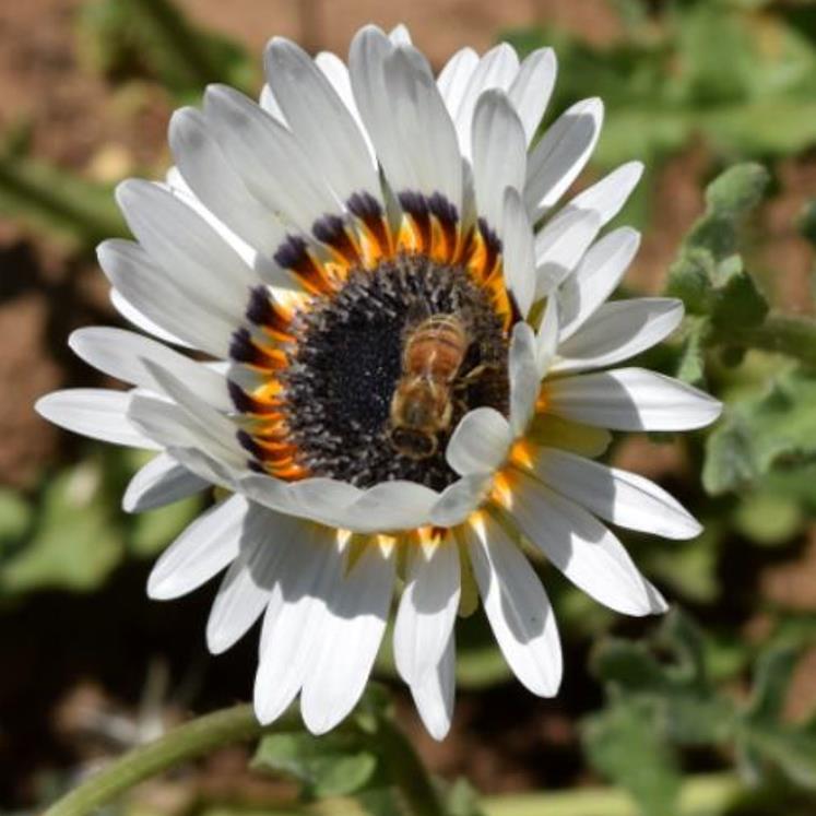 Arctotis fastuosa Alba Zulu Prince (Venidium fastuosum Alba) - Margarida Príncipe Zulu, Margarida Africana dos Olhos Negros, Monarca do Veldt, - Imagem 5