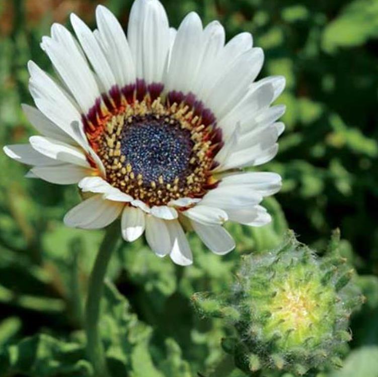 Arctotis fastuosa Alba Zulu Prince (Venidium fastuosum Alba) - Margarida Príncipe Zulu, Margarida Africana dos Olhos Negros, Monarca do Veldt, - Imagem 6