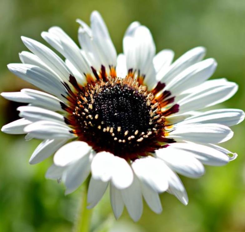 Arctotis fastuosa Alba Zulu Prince (Venidium fastuosum Alba) - Margarida Príncipe Zulu, Margarida Africana dos Olhos Negros, Monarca do Veldt, - Imagem 7