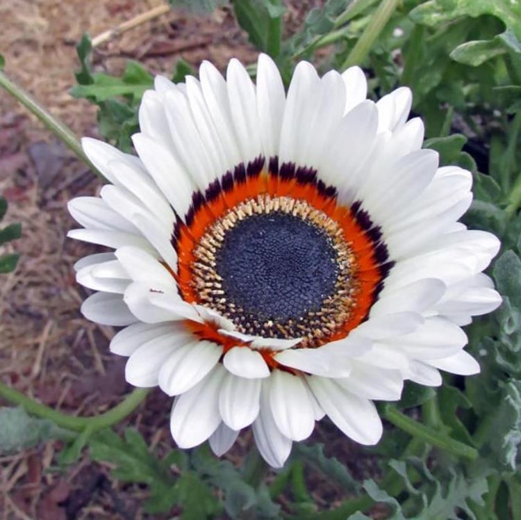 Arctotis fastuosa Alba Zulu Prince (Venidium fastuosum Alba) - Margarida Príncipe Zulu, Margarida Africana dos Olhos Negros, Monarca do Veldt, - Imagem 8