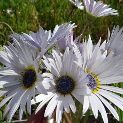 Arctotis grandis - Margarida Africana de Olhos Azuis, Blue Eyed Daisy, Margarida Africana Grandis