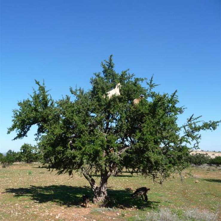 Argania spinosa - Árvore Argan, Ouro Marroquino, Árvore da Vida - Imagem 7