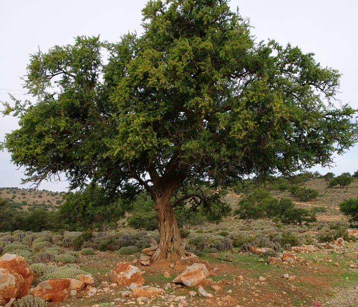 Argania spinosa - Árvore Argan, Ouro Marroquino, Árvore da Vida - Imagem 9