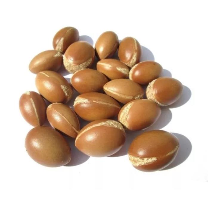 Argania spinosa - Árvore Argan, Ouro Marroquino, Árvore da Vida - Imagem 10