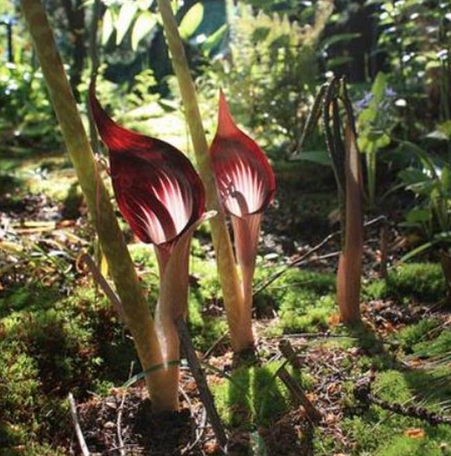 Arisaema speciosum 'Magnificum' - Lirio cobra, Cobra Lily - Imagem 2